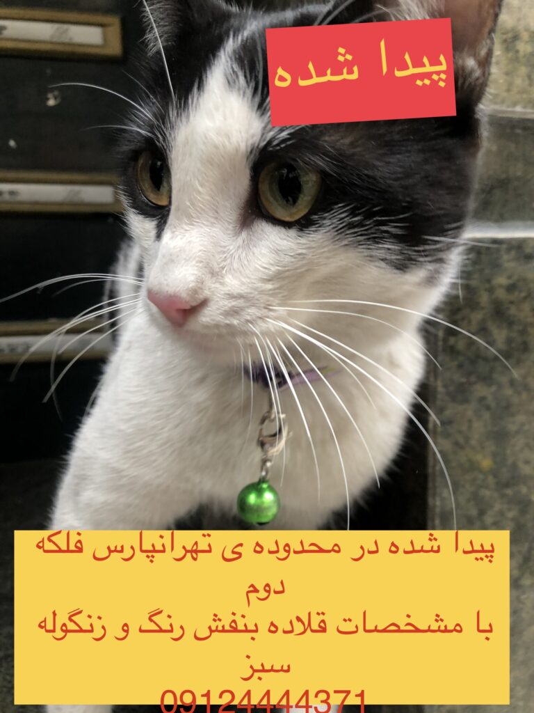 یک گربه در محدوده تهرانپارس پیدا شده