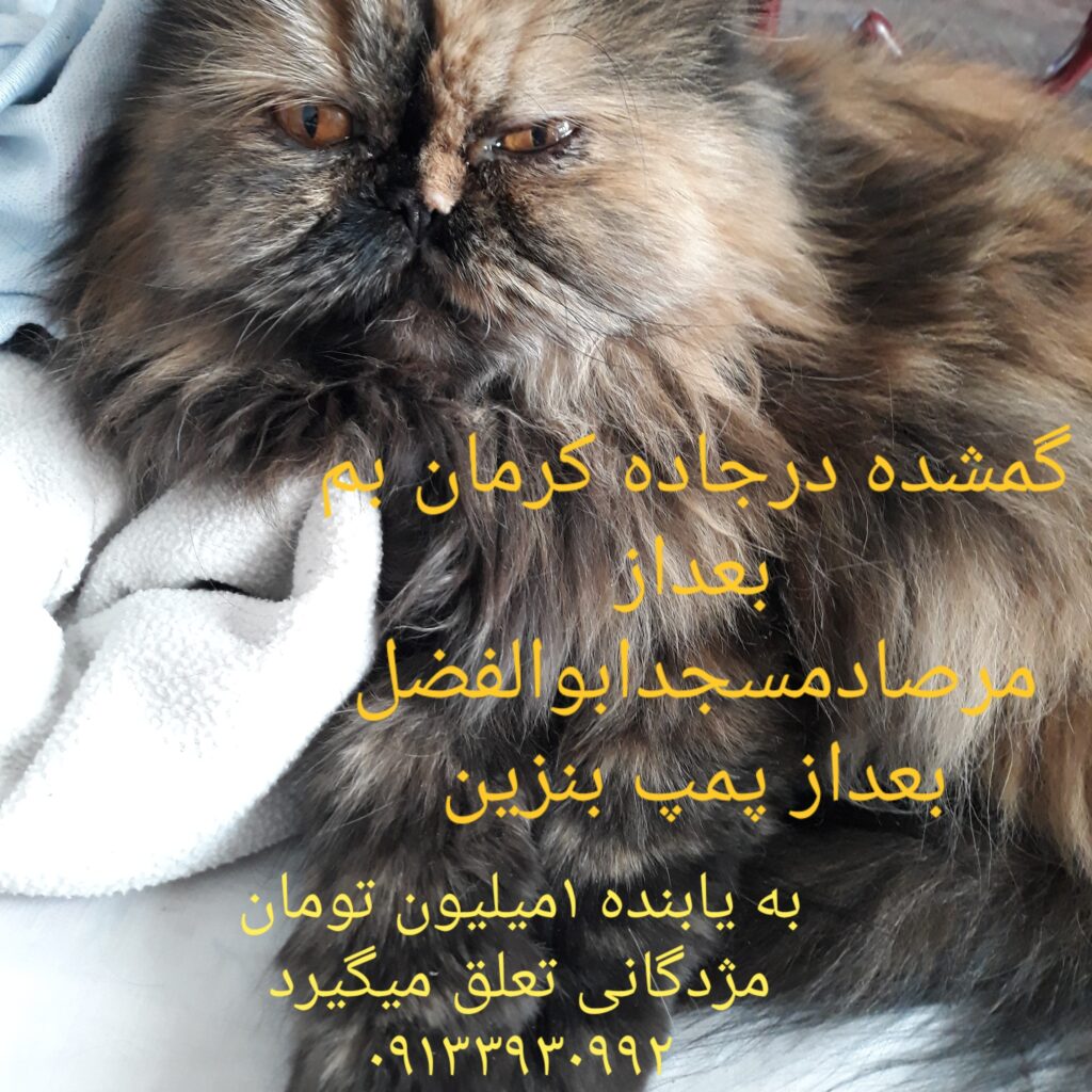 گربه پرشین گم شده در جاده بم کرمان
