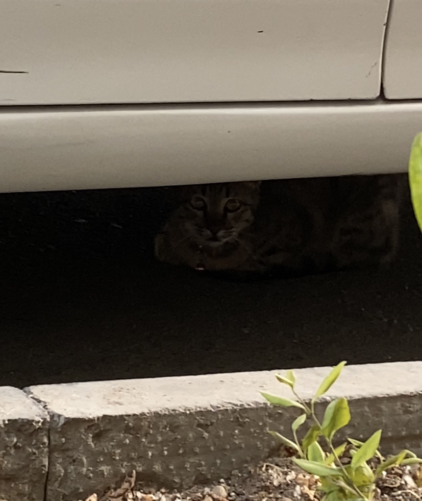 گربه رویت شده با قلاده صورتی محدوده خیابان مدنی