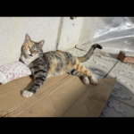 گربه گم شده در شهر مرند استان تبریز