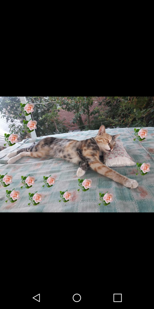 گربه گم شده در شهر مرند استان تبریز