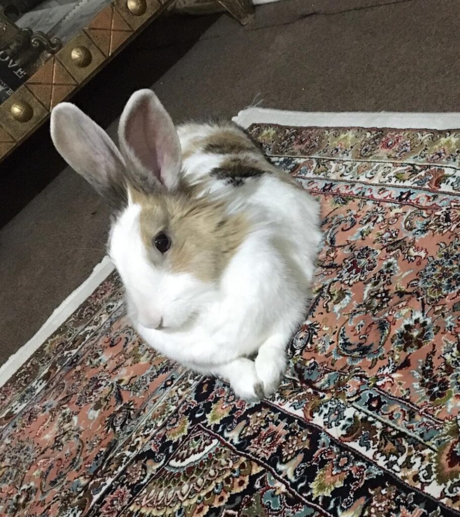 خرگوش ماده ٣ ساله
