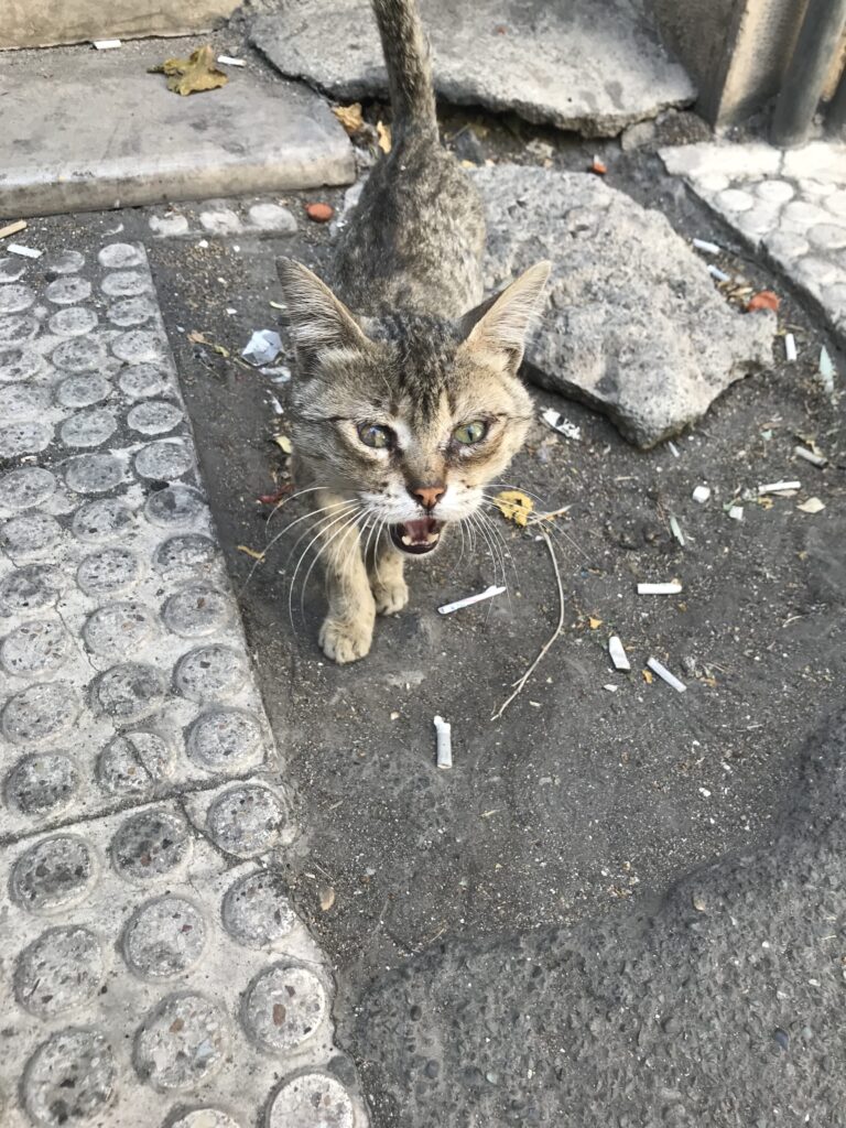 گربه خیابانی نیاز به کمک (فردوسی)
