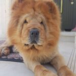 سگ چاوچاو ، نر ، ۸ ساله به رنگ پرتقالی گم شده