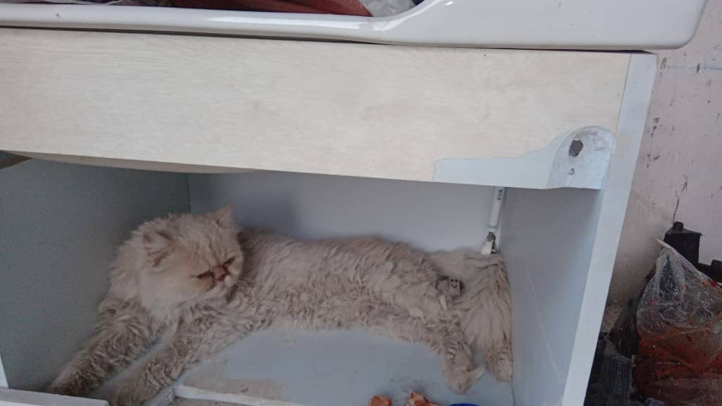 گربه پیدا شده در منطقه گیشا روبروی بوستان گفتگو