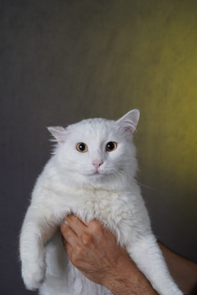 گربه نر سفید (Léo)