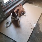 سگ (باسنجی یا جک راسل ) حوالی سعادت آباد پیدا شده