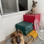 واگذاري سگ ژرمن ٢ قلاده نر و ماده