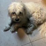 سگ سفید نر تریل شیدزو در پارک قیطریه پیدا شده