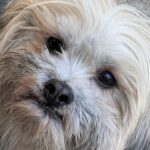 سگ شیتزو کراس ۲ ساله گمشده