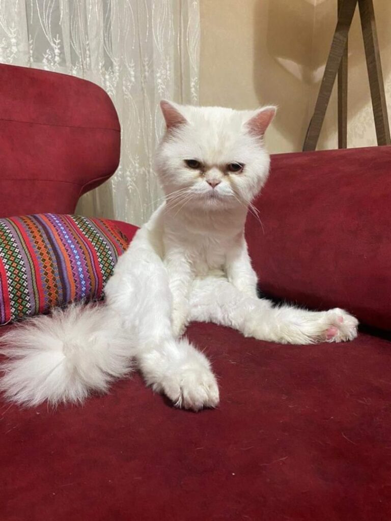 گربه پرشین سفید