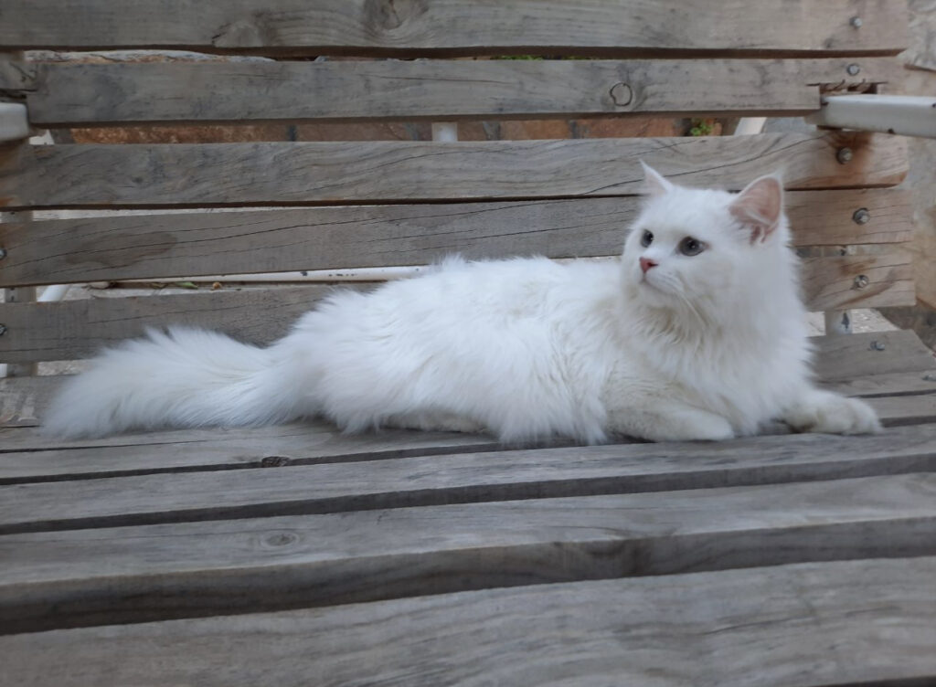 گمشده گربه پرشین سفید بجنورد