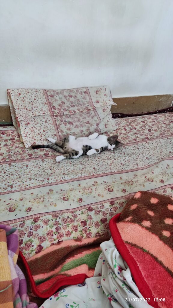 واگذاری موقت بچه گربه فقط شیراز