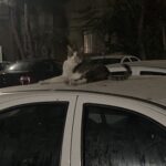 گربه پیدا شده شهرک آپادانا
