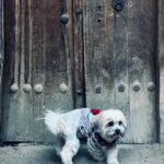 سگ شیتزو کراس ۲ ساله گمشده