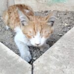 بچه گربه گم شده
