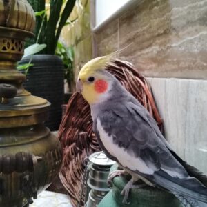 سلام لطفا کمکم کنید عروس هلندیم گم شده هر کس پیدا کرد خبربده