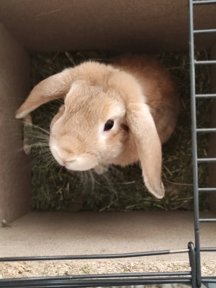 خرگوش  لوپ ۱ سال و نه ماهه نر