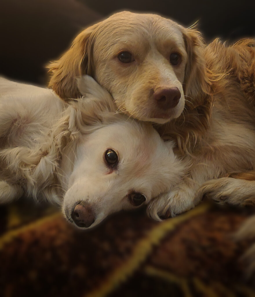 سگ اشپیتز (ماده) و گلدن اشپیتز (نر)