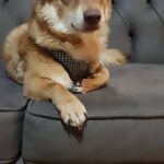 سگ نژاد اشپیتز چشم عسلی دوهفته گمشده