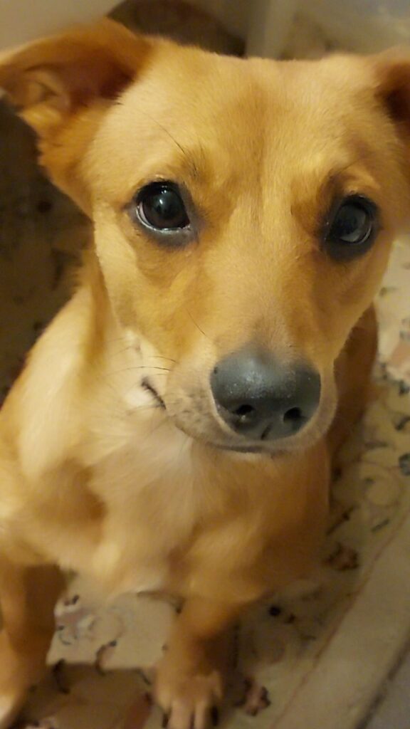 سگ کرم پر سرو صدا  گم شده مژدگانی 5 میلیون تومان