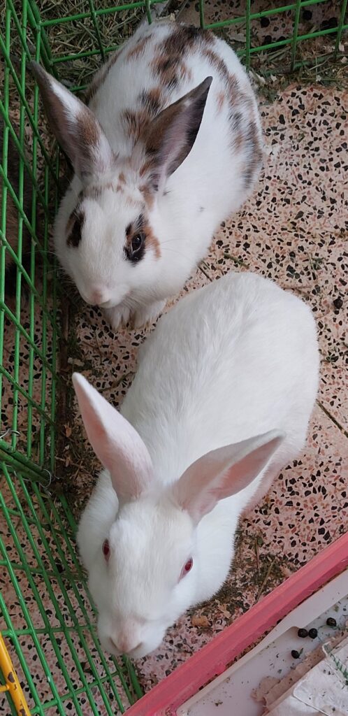 واگذاری یک جفت خرگوش نر و ماده به خانواده دوستدار حیوانات و متعهد