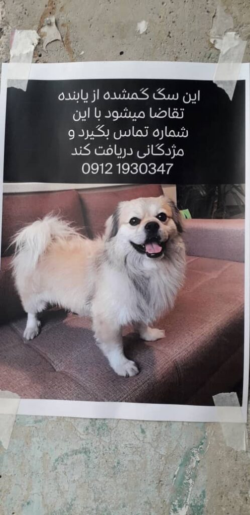 سگ گمشده در شهرک صدف بلوار ارتش