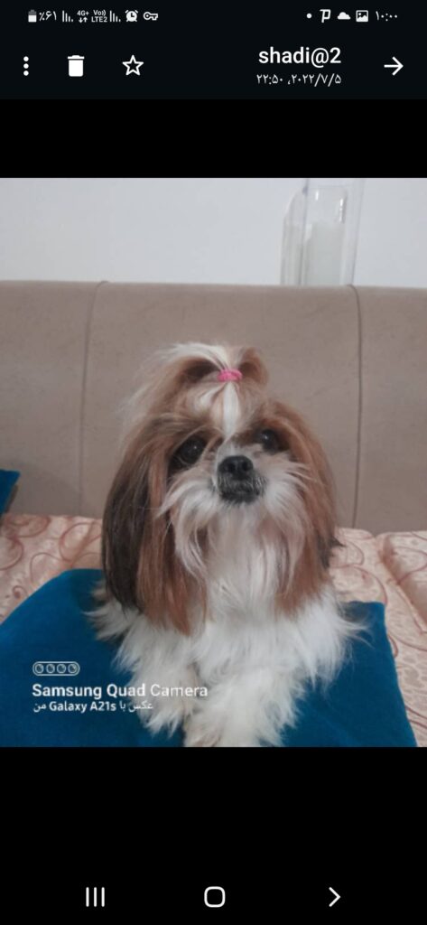 سگ شیتزو عروسکی ربوده شده