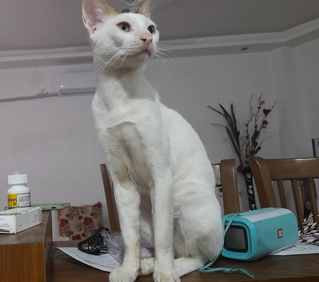 گربه سفید که دمش مشکی سفید هست و روی سرش و قسمتی از گوشا قهوای