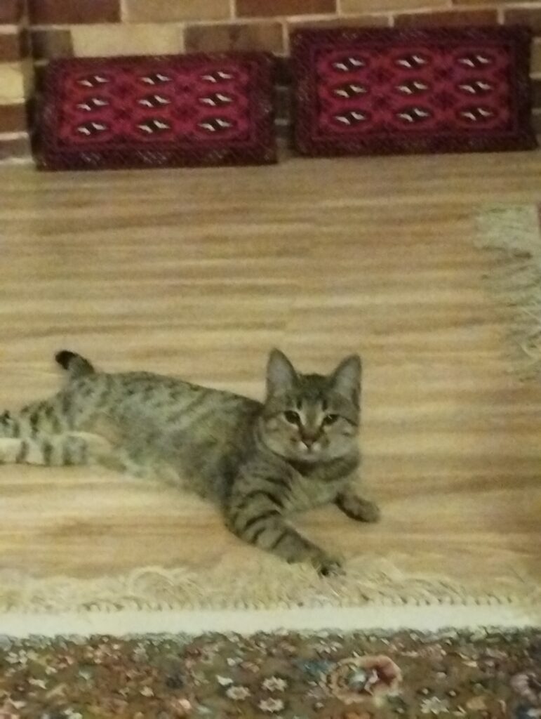 گربه مائومصری ماده ۱ ساله
