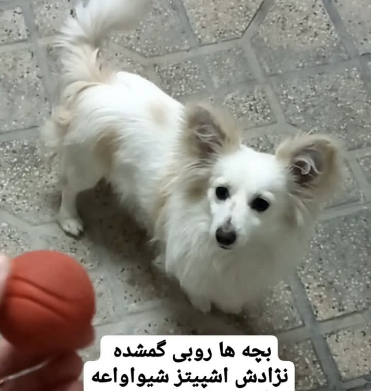 گمشده سگ اشپیتز شیواوا در شیراز
