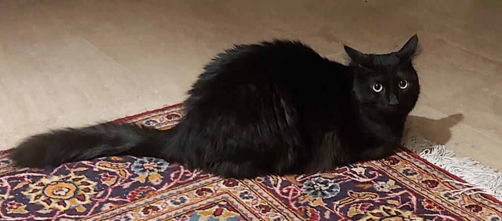 گربه سیاه گمشده