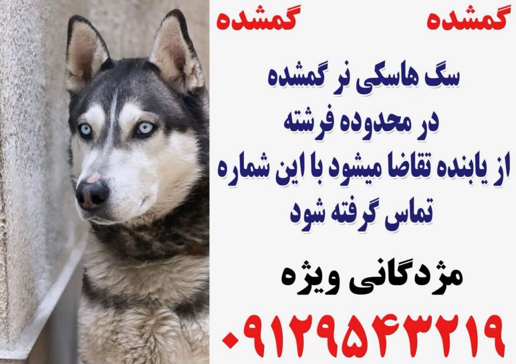 سگ هاسکی نر گمشده