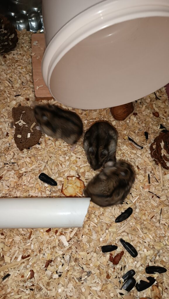 چهار عدد همستر به همراه بچه