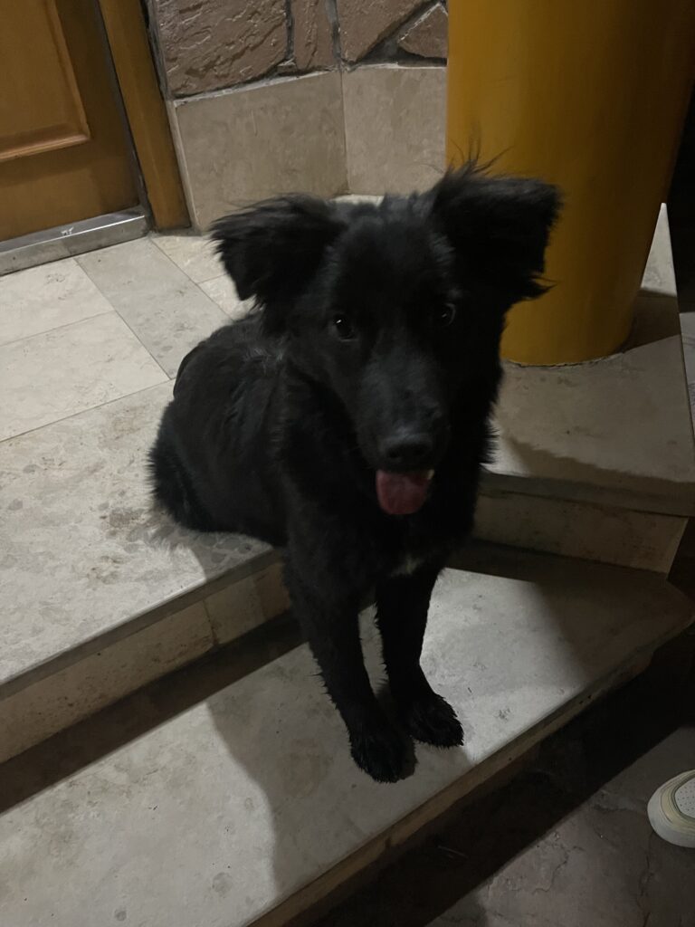 سگ مشکی ۶،۷ ماهه پیدا شده