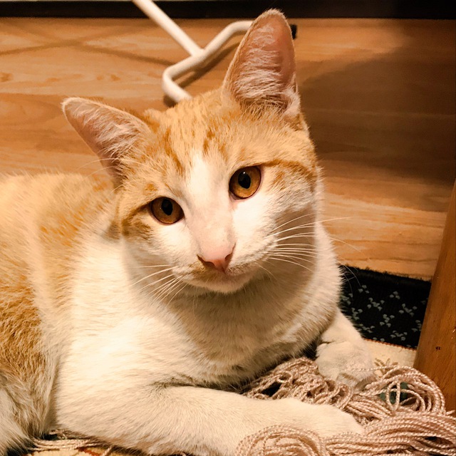 گربه گمشده سفید و زرد – نژاد DSH در خیابان ونک- آرارات