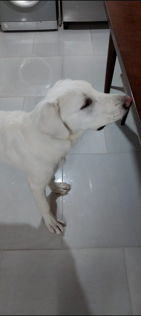 سگ شناسنامه دار سفید و تربیت شده