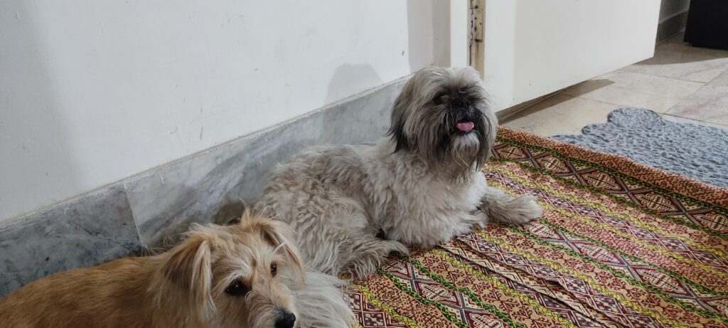 دوعدد سگ اشپیتزو پیدا کردم