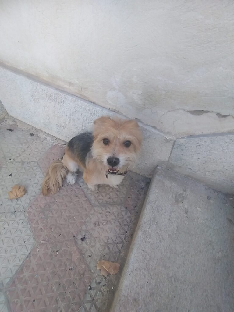 سگ پیدا شده اصفهان
