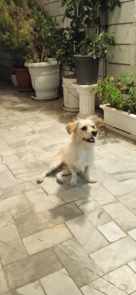 سگ اشپیتز سفید نر یکساله عقیم نشده گم شده
