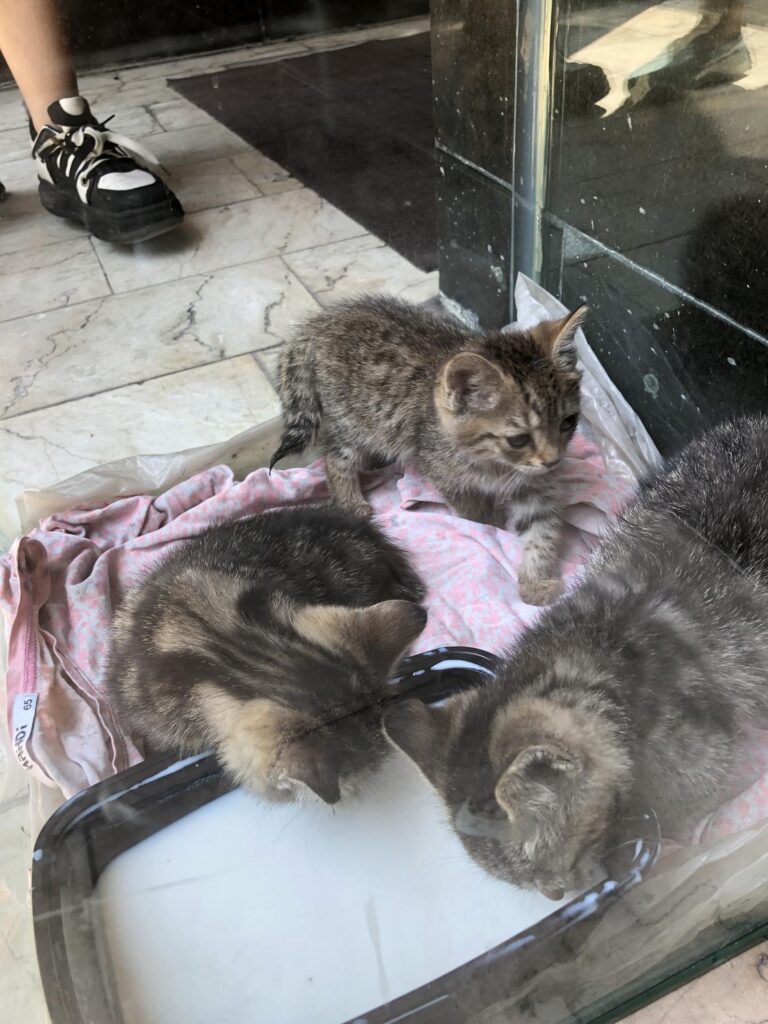 نیاز به سرپرست سه بچه گربه