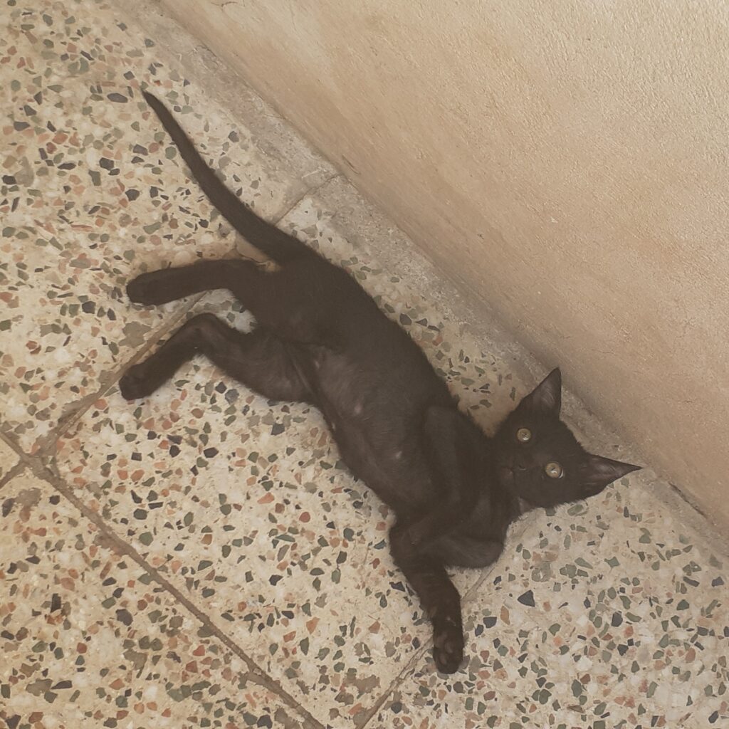 بچه گربه سیاه گمشده