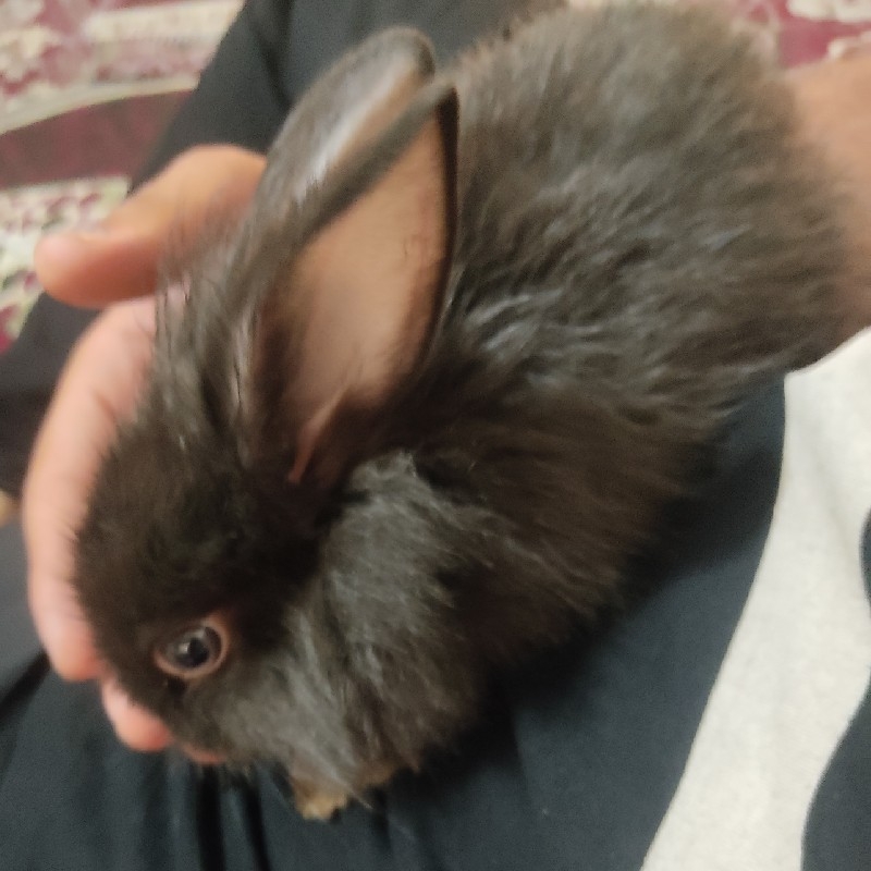 بچه خرگوش شیطون
