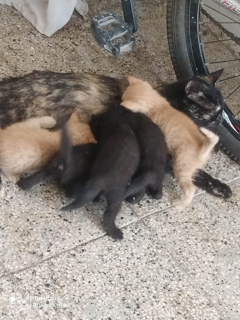 یک ماده گربه به همراه پنج بچه گربه یک ماه