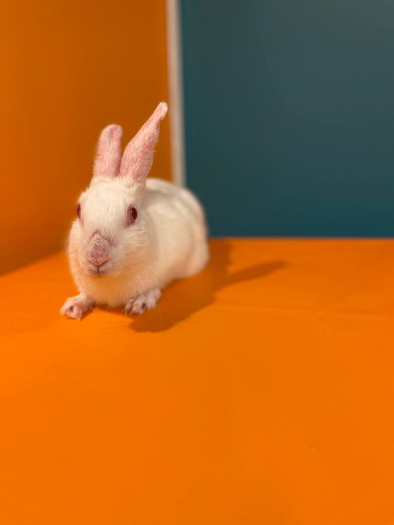 خرگوش سفید ماده