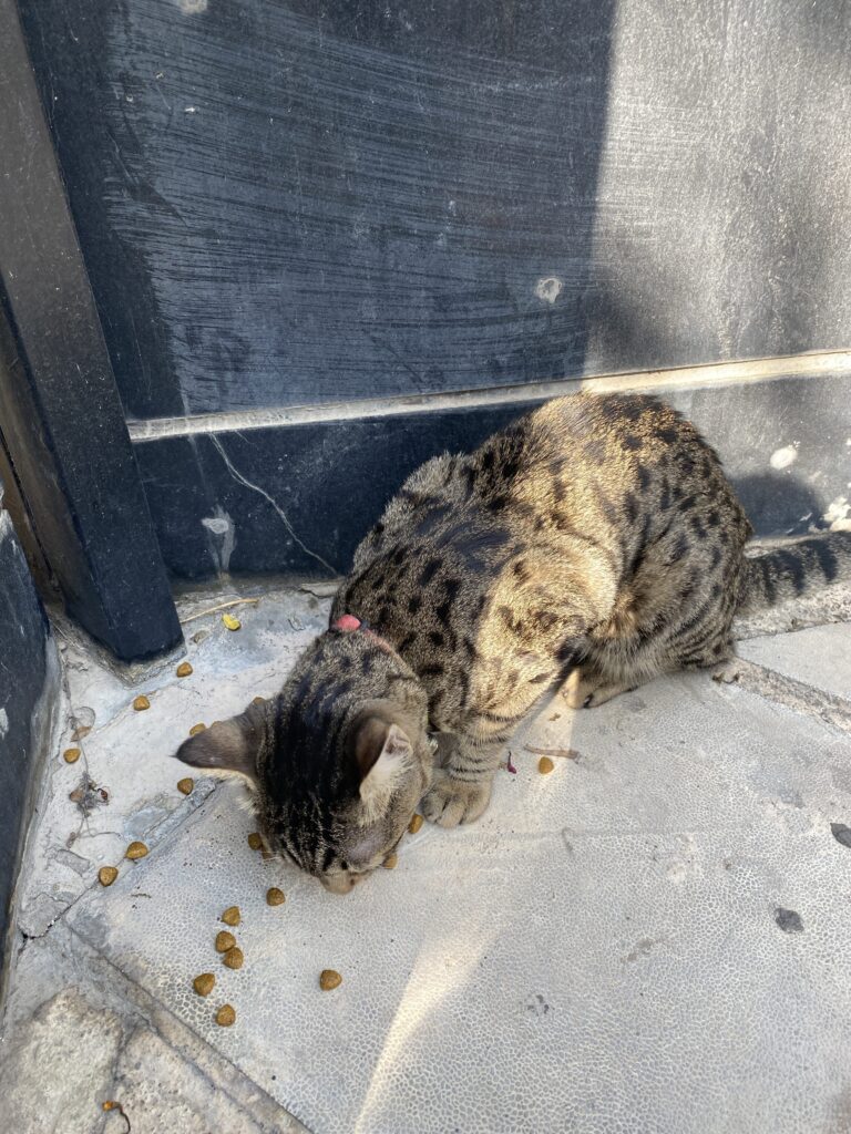گربه DSH پیدا شده در خیابان خرمشهر