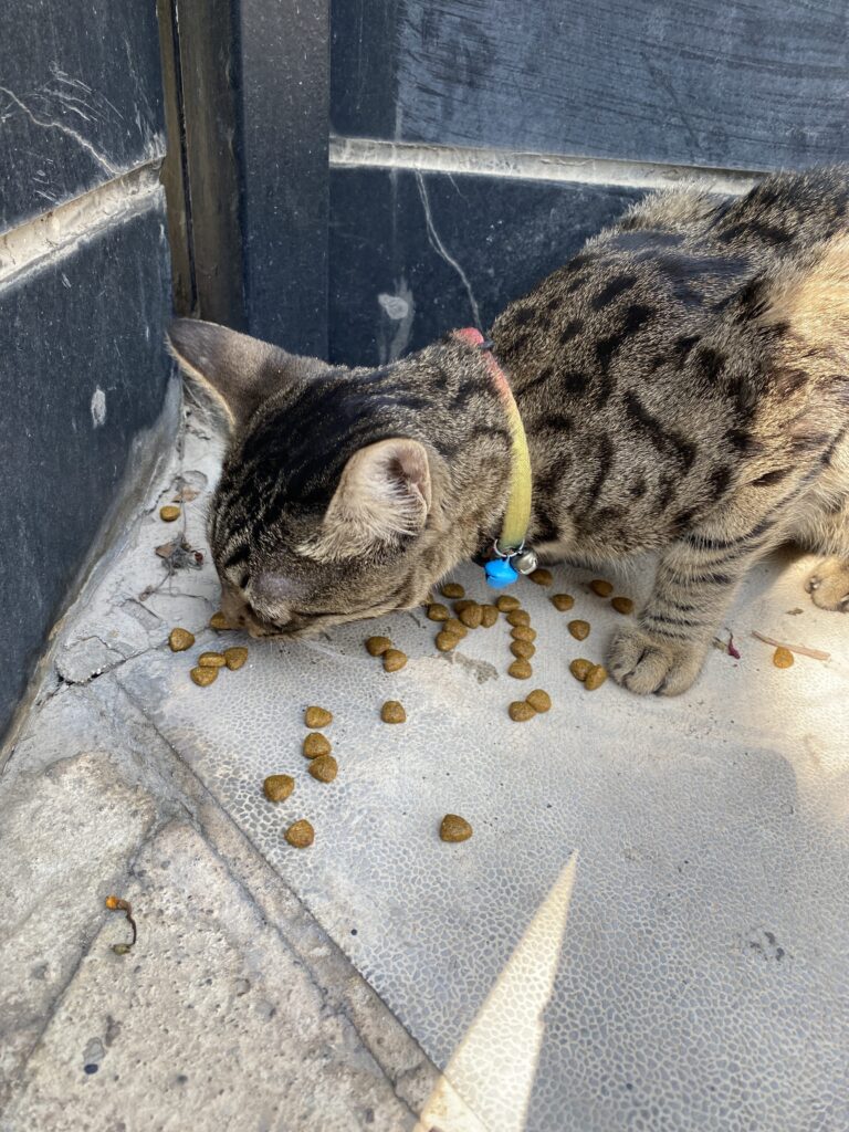 گربه DSH پیدا شده در خیابان خرمشهر