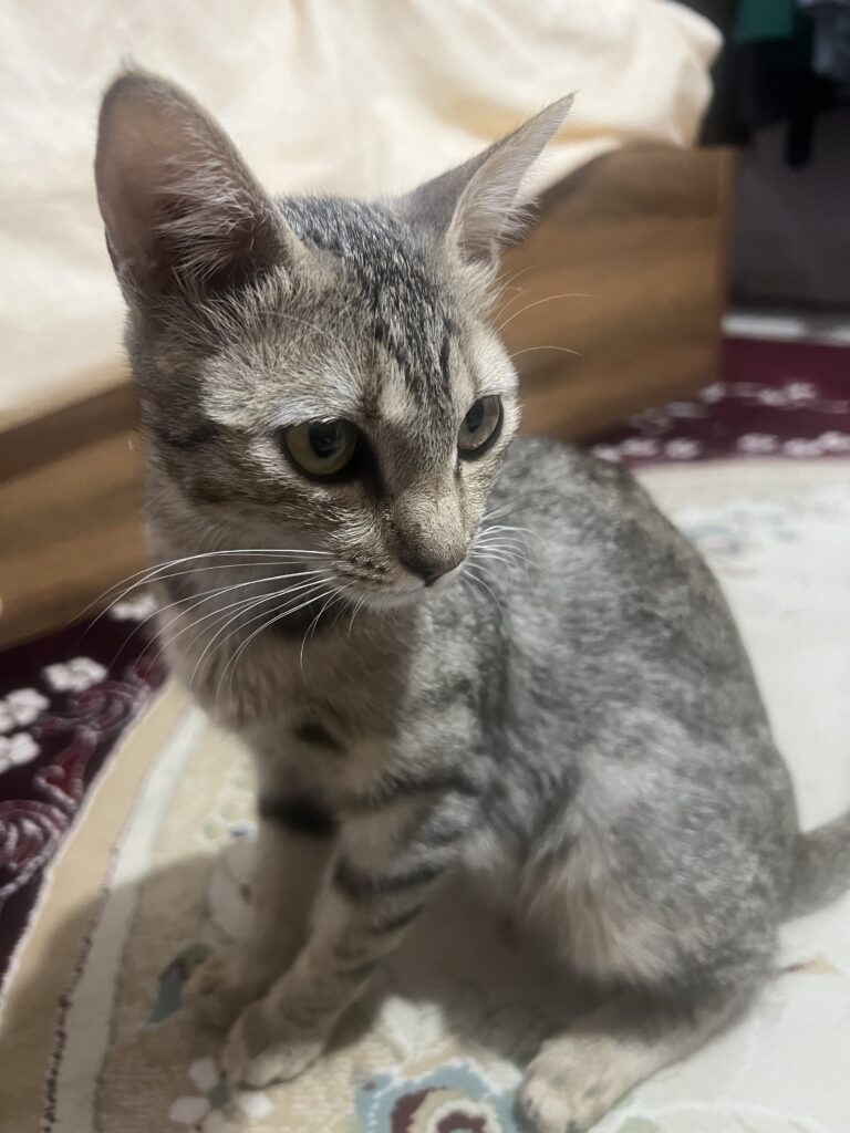 گربه پیدا شده در محل قدوسی شیراز