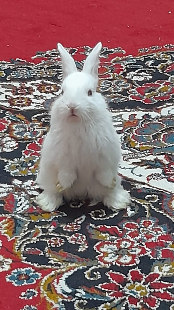تعدادی خرگوش سفید و سالم دارم