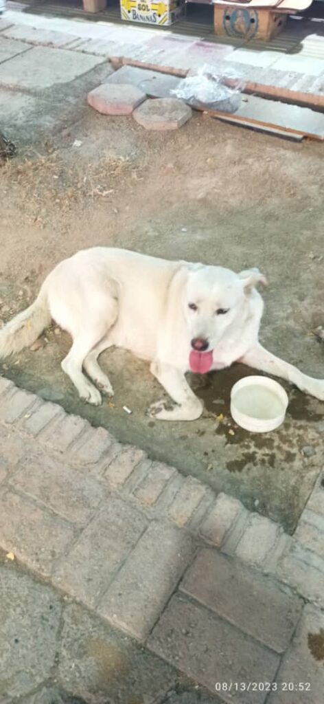 سگ پیدا شده در اسلامشهر ، واوان